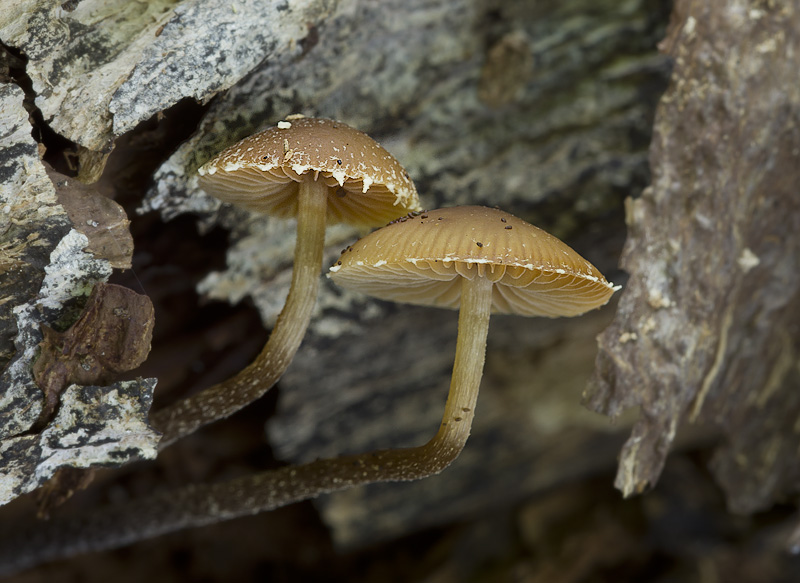 Pholiotina brunnea